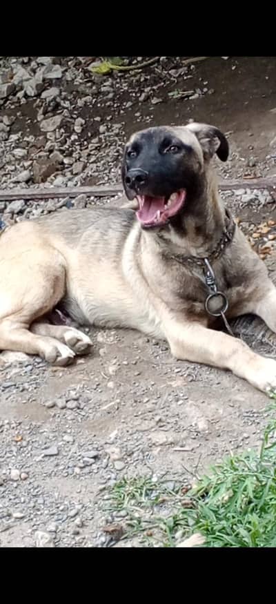 kangal shepherd dog.