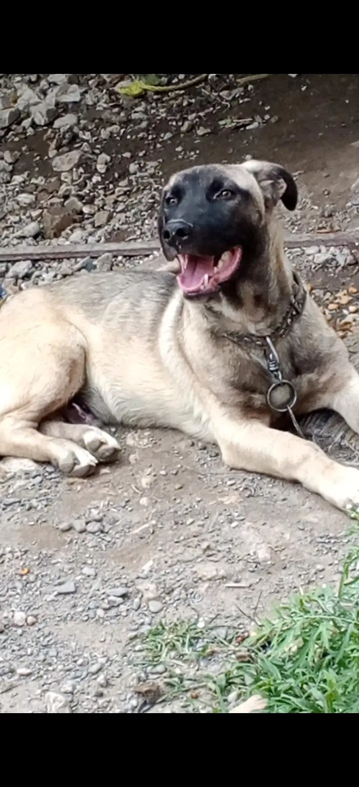 kangal shepherd dog.