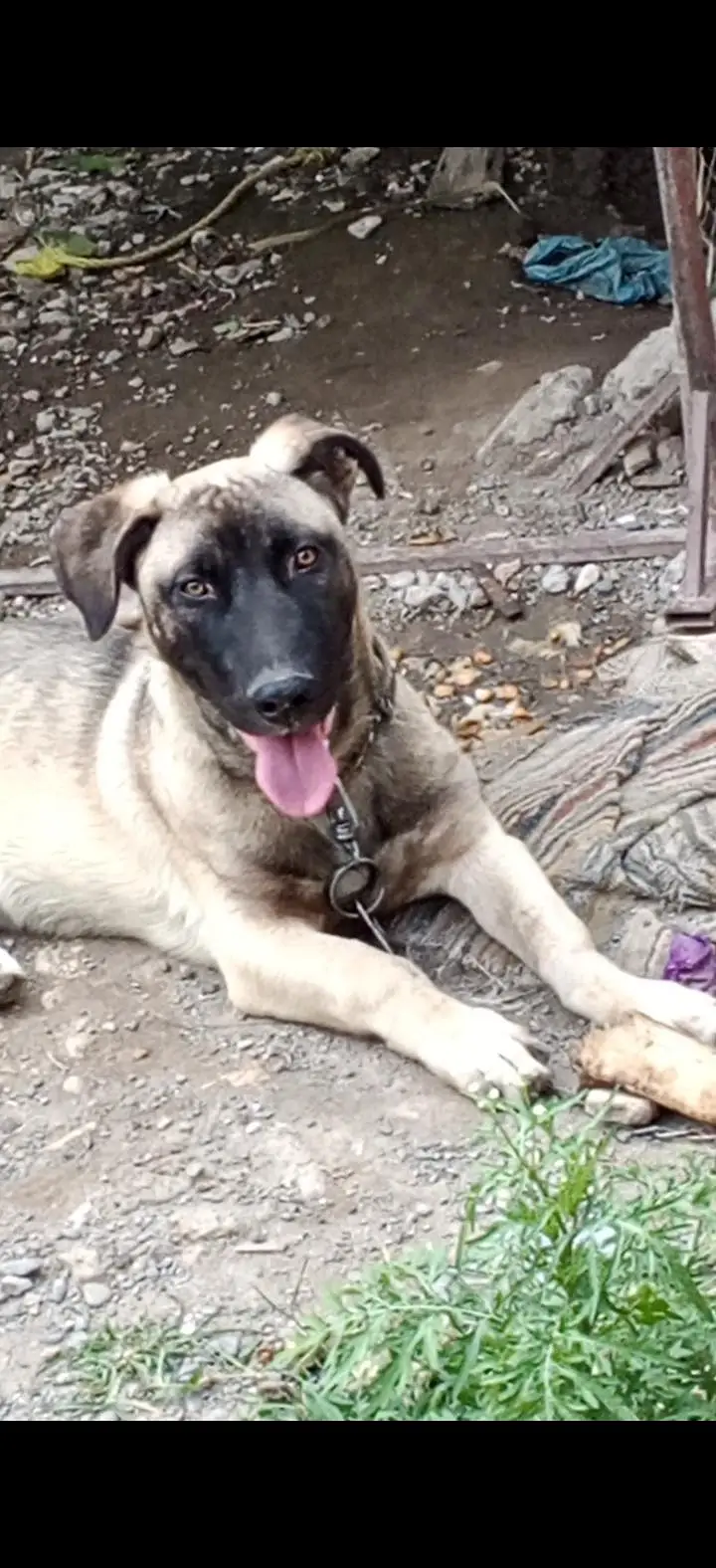 kangal shepherd dog. — photo 2