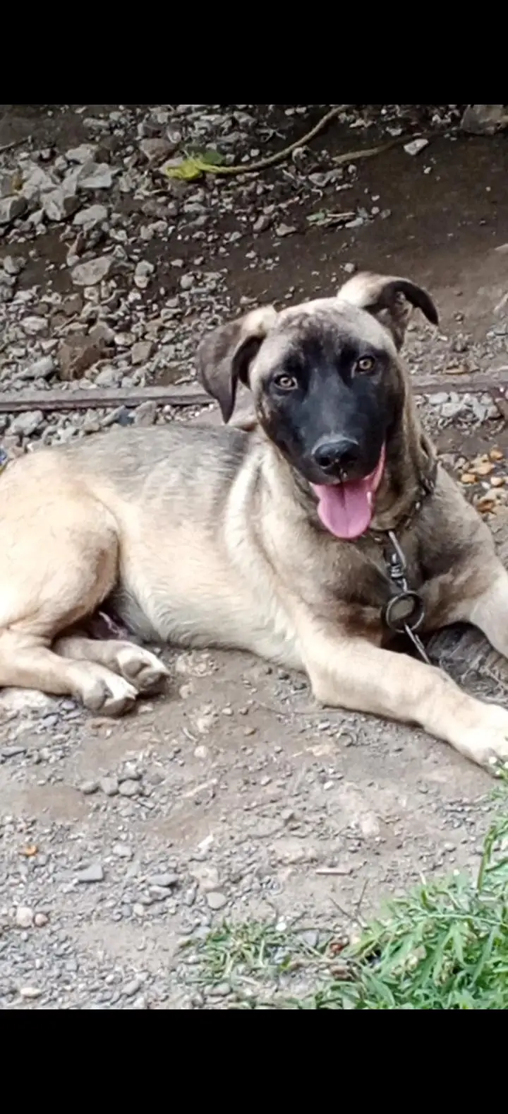 kangal shepherd dog. — photo 3