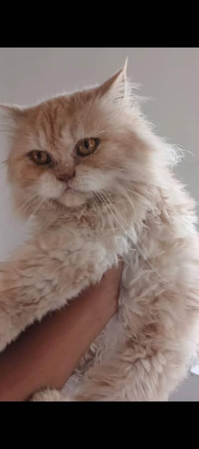  Persian Fawn Female Cat – 18 Days Pregnant | Healthy & Friendly