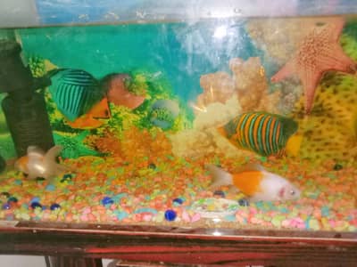 Fish Aquarium For sale