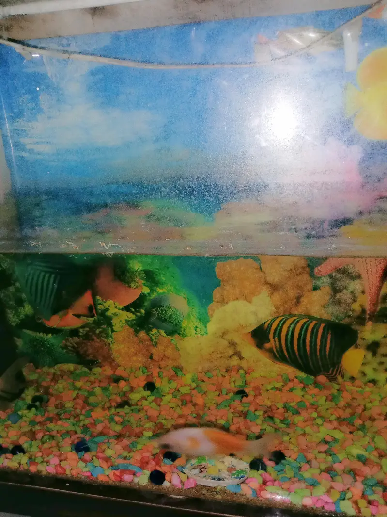 Fish Aquarium For sale — photo 2