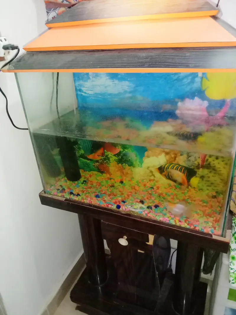 Fish Aquarium For sale — photo 3