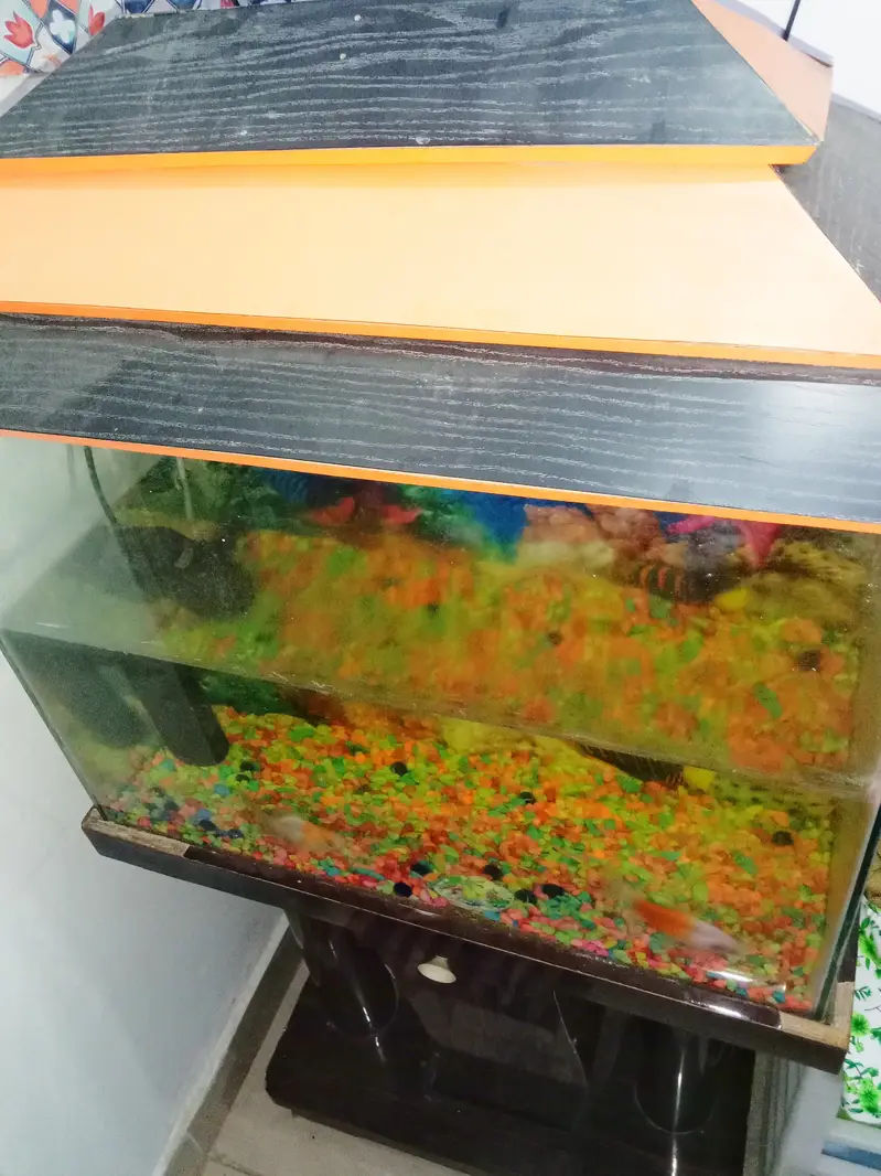 Fish Aquarium For sale — photo 4