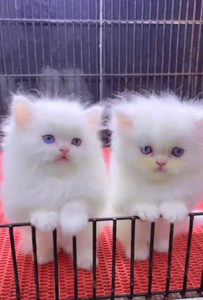 Persian cat for sale( 03)*(35)*(60)*(55)*(683)