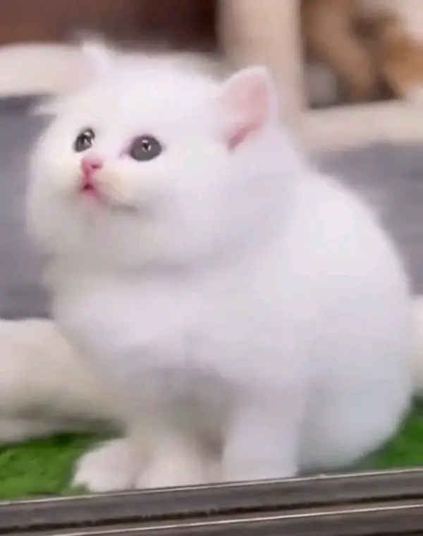 pure Parisian helthy and active kitten for sale — photo 4