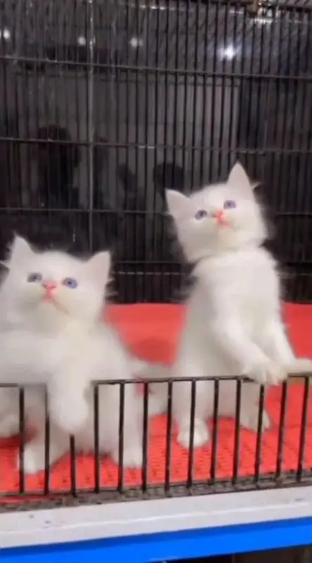 pure Parisian helthy and active kitten for sale — photo 8