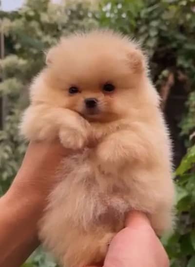Imported  pomranian imported pups