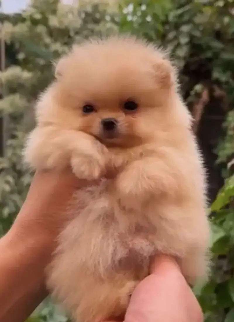 Imported  pomranian imported pups