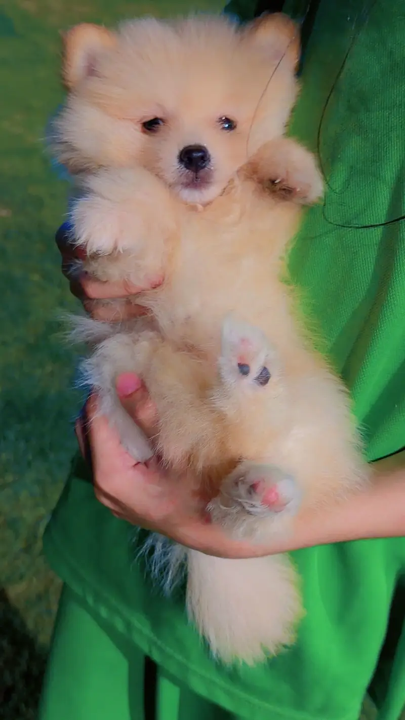 Imported  pomranian imported pups — photo 2