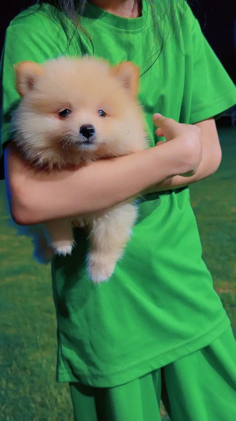 Imported  pomranian imported pups — photo 3