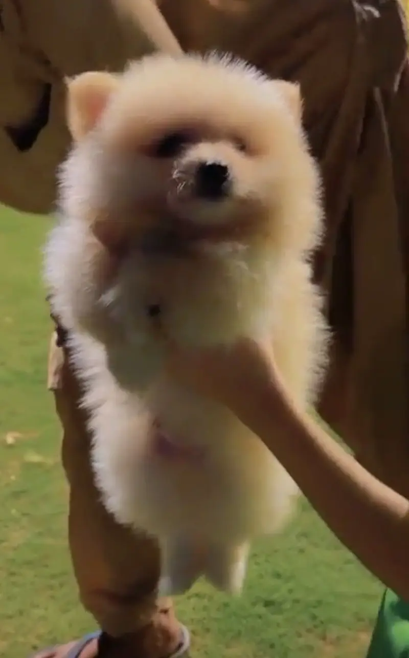 Imported  pomranian imported pups — photo 4