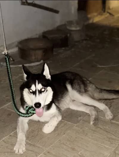 Siberian husky Male 8months age blue eyes