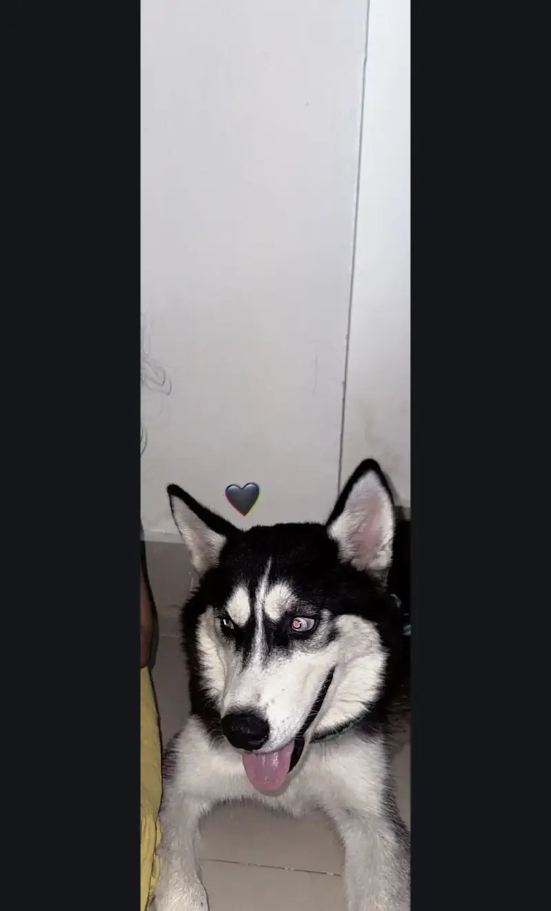Siberian husky Male 8months age blue eyes — photo 2