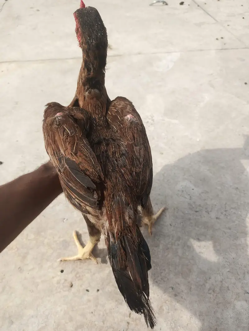 heavy breed — photo 3