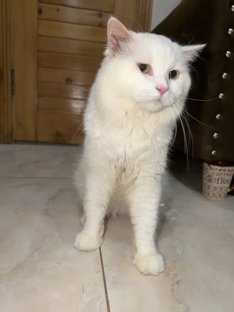 White Persian Male Kitten for Sale – Healthy & Playful | Islamabad