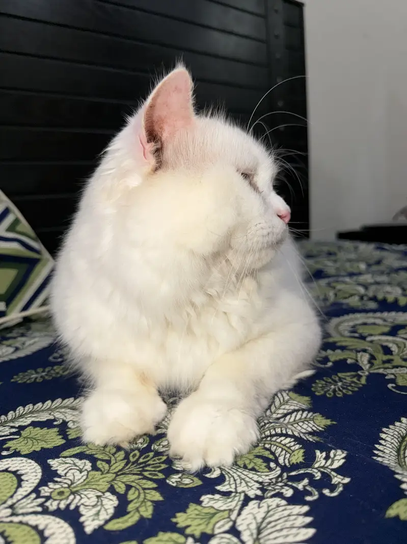 White Persian Male Kitten for Sale – Healthy & Playful | Islamabad — photo 2