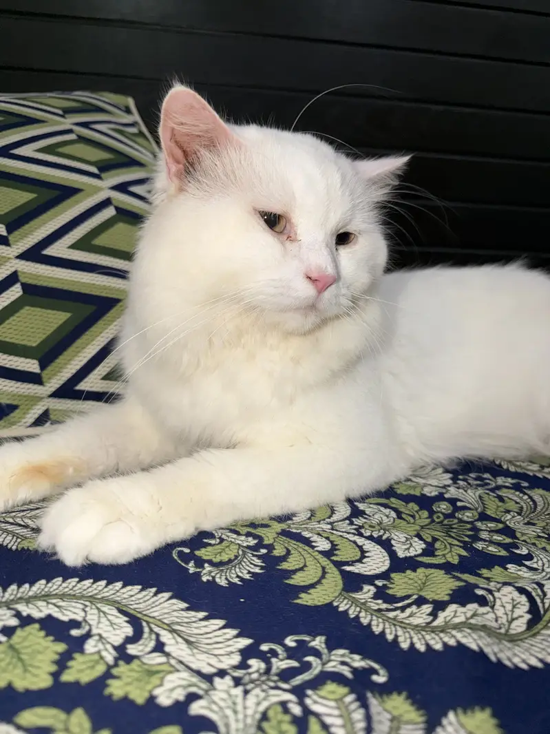 White Persian Male Kitten for Sale – Healthy & Playful | Islamabad — photo 3