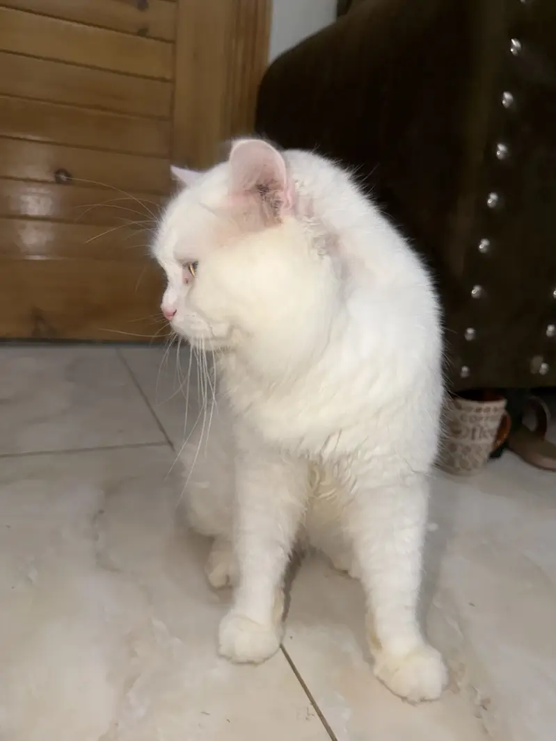 White Persian Male Kitten for Sale – Healthy & Playful | Islamabad — photo 4