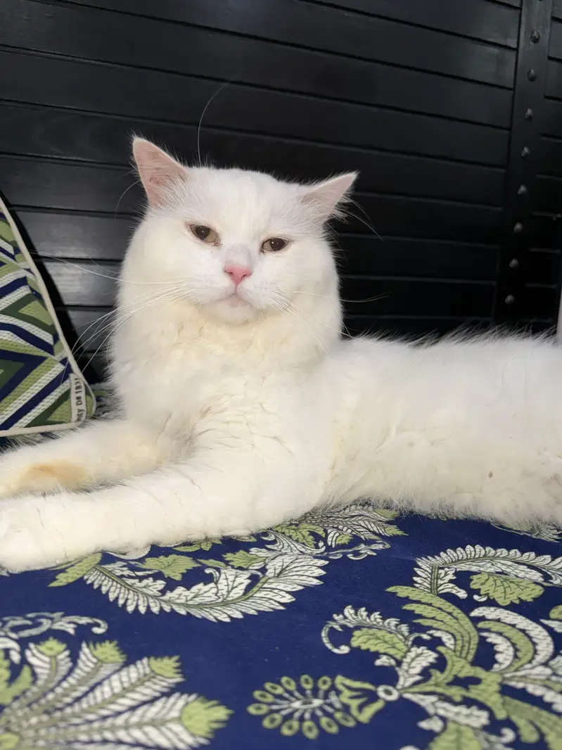 White Persian Male Kitten for Sale – Healthy & Playful | Islamabad — photo 5