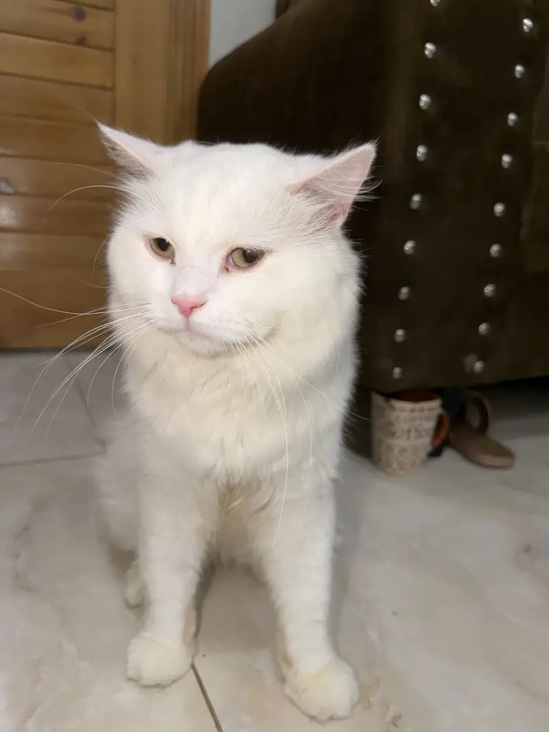 White Persian Male Kitten for Sale – Healthy & Playful | Islamabad — photo 6