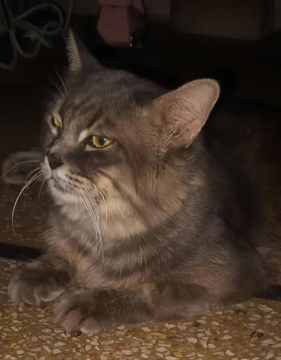 PERSIAN CAT/MALE/FEMALE/VACCINATED/1 YEAR/DOUBLE COTT/DISCOUNT AVAILAB