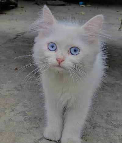 Breeder ha female full white blue eyes