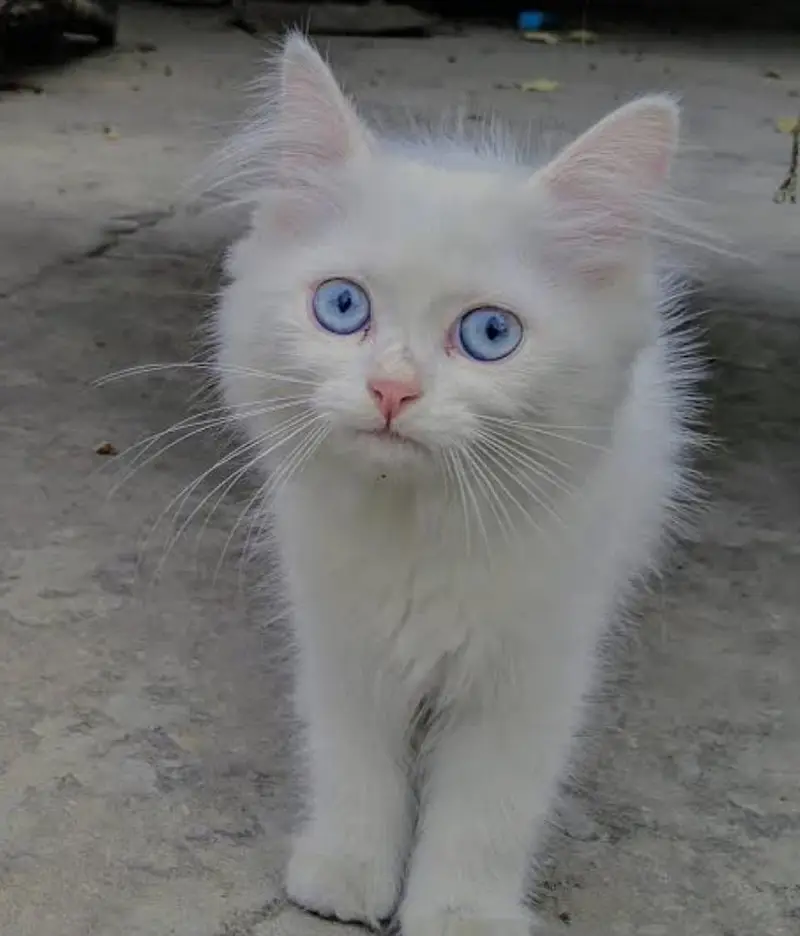 Breeder ha female full white blue eyes