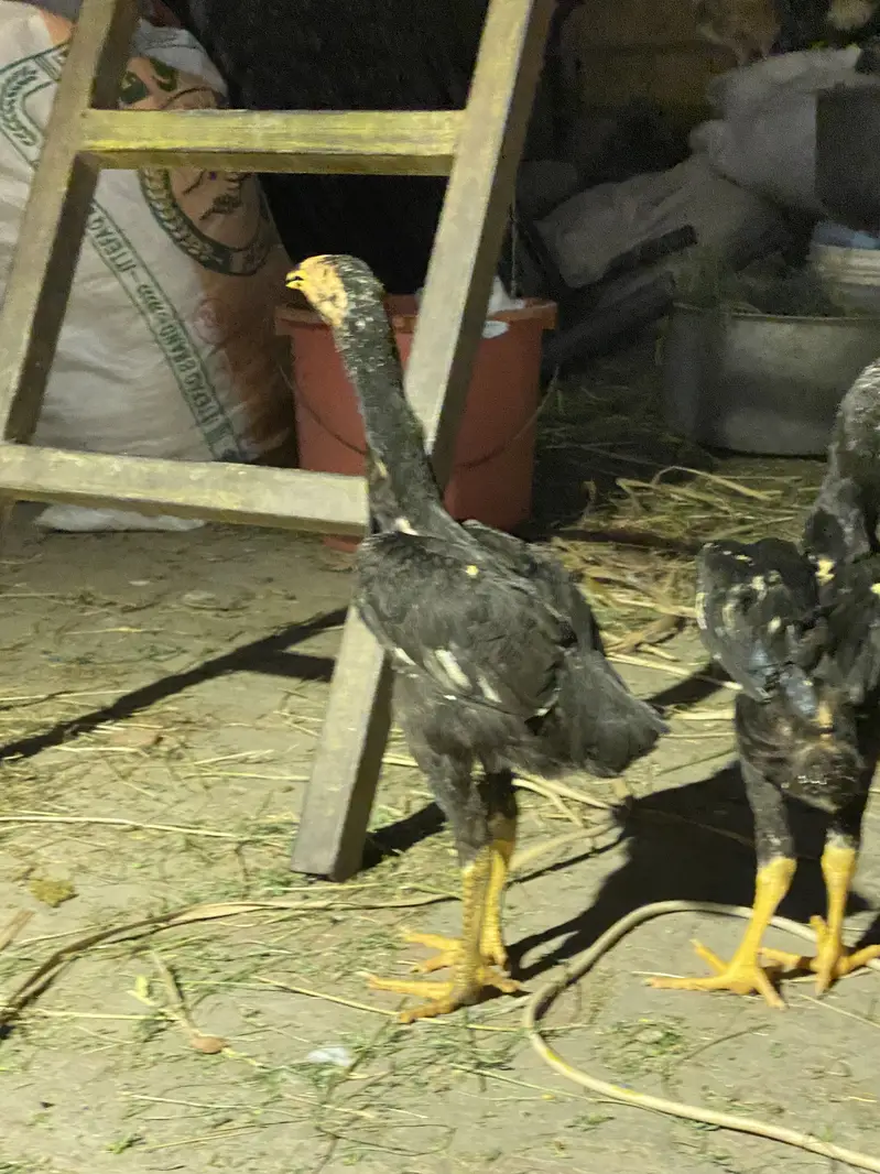 Urgent seel sab sahi  ha aik murga ha or 2murgiya ha urgent saal ha — photo 2