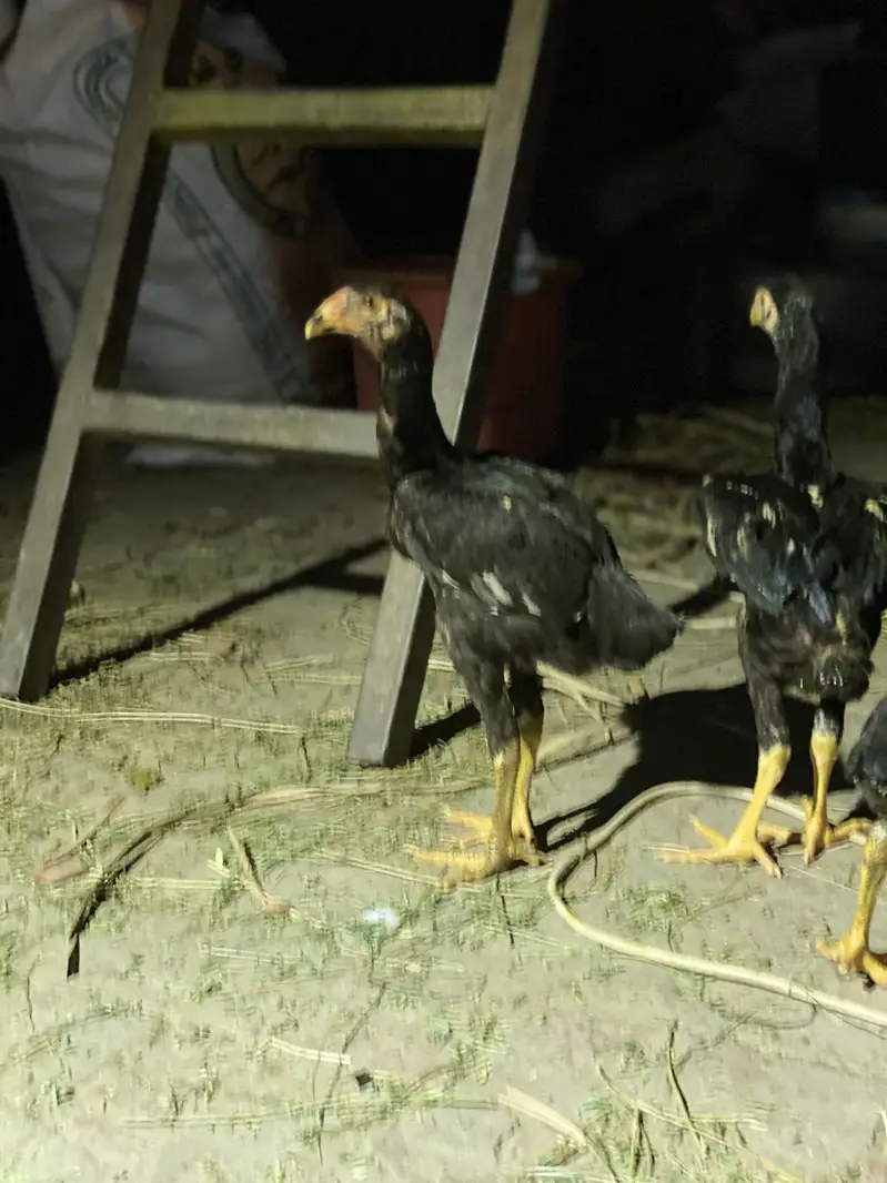 Urgent seel sab sahi  ha aik murga ha or 2murgiya ha urgent saal ha — photo 4