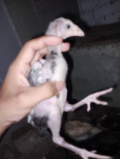 chicks for sale per piece 1200