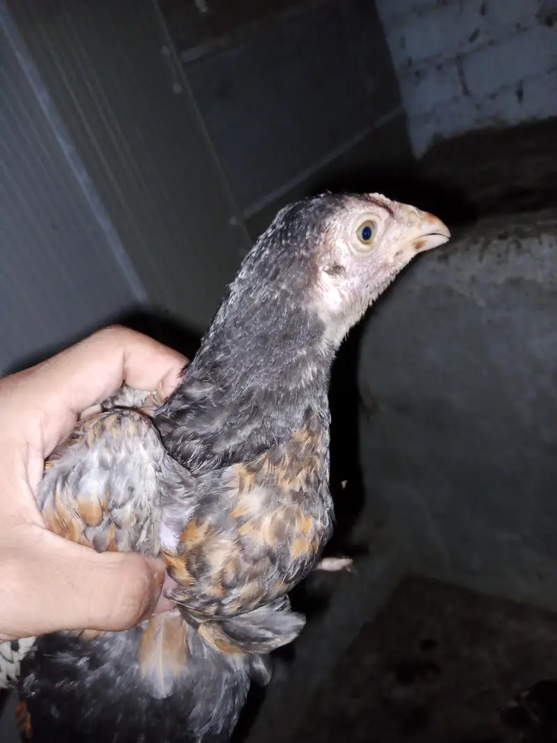 chicks for sale per piece 1200 — photo 2