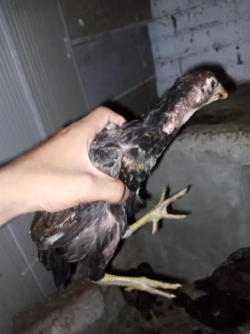chicks for sale per piece 1200 — photo 3
