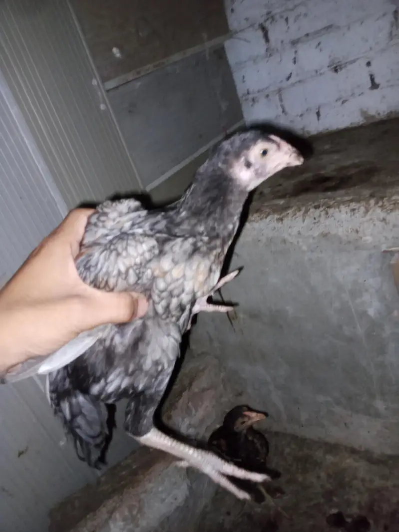 chicks for sale per piece 1200 — photo 4