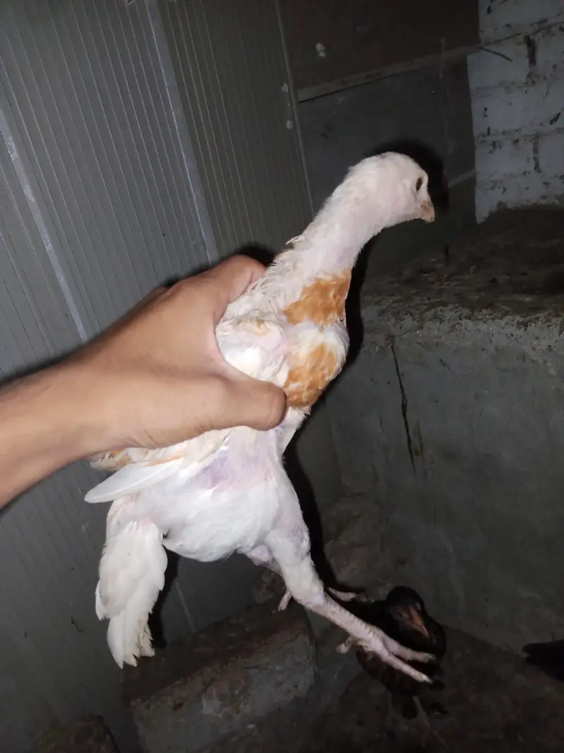 chicks for sale per piece 1200 — photo 6