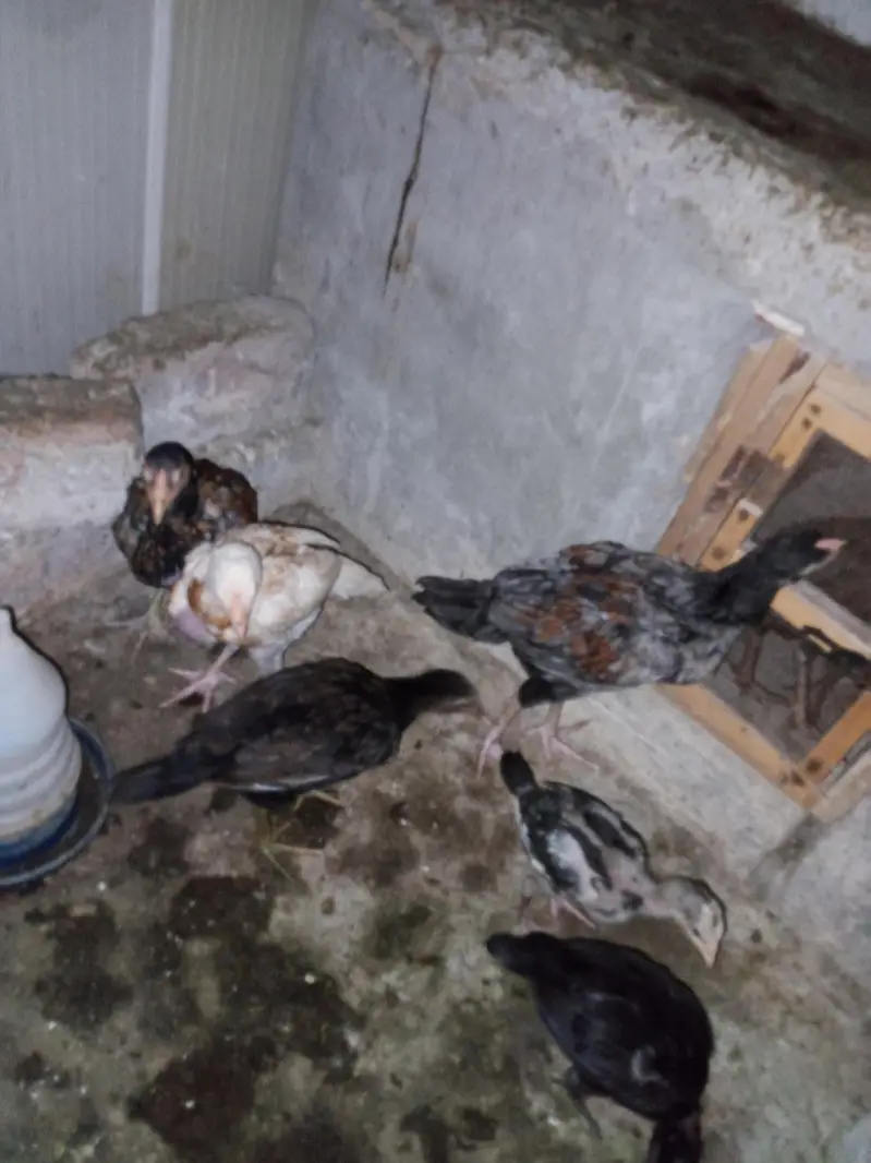 chicks for sale per piece 1200 — photo 7