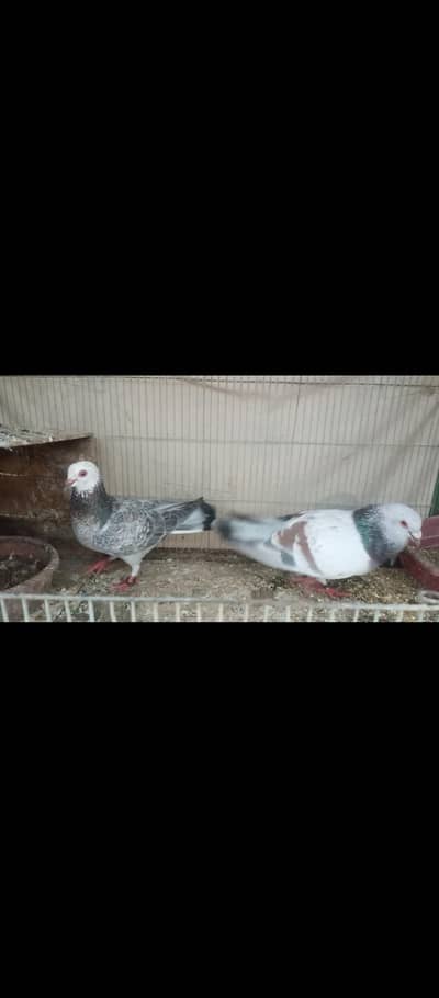 chitta lalban pair