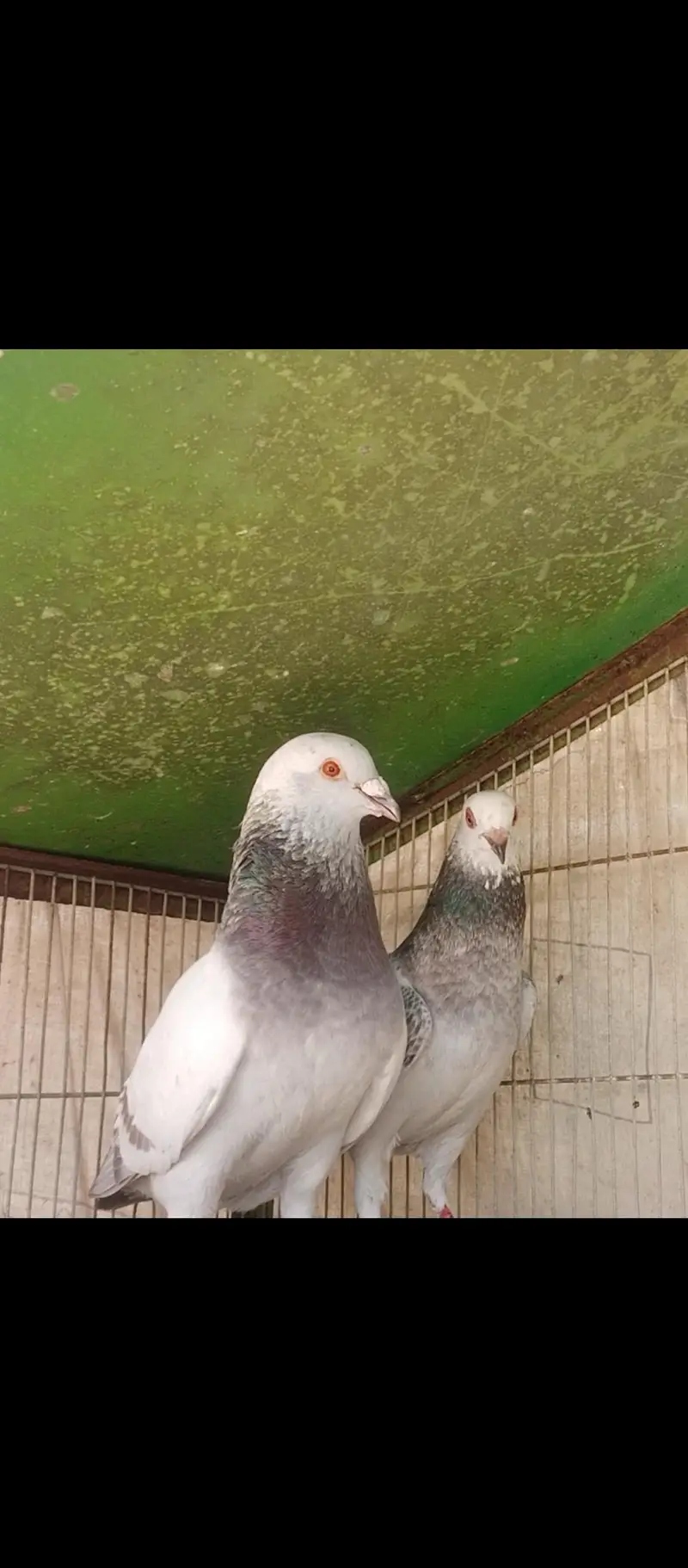 chitta lalban pair — photo 2