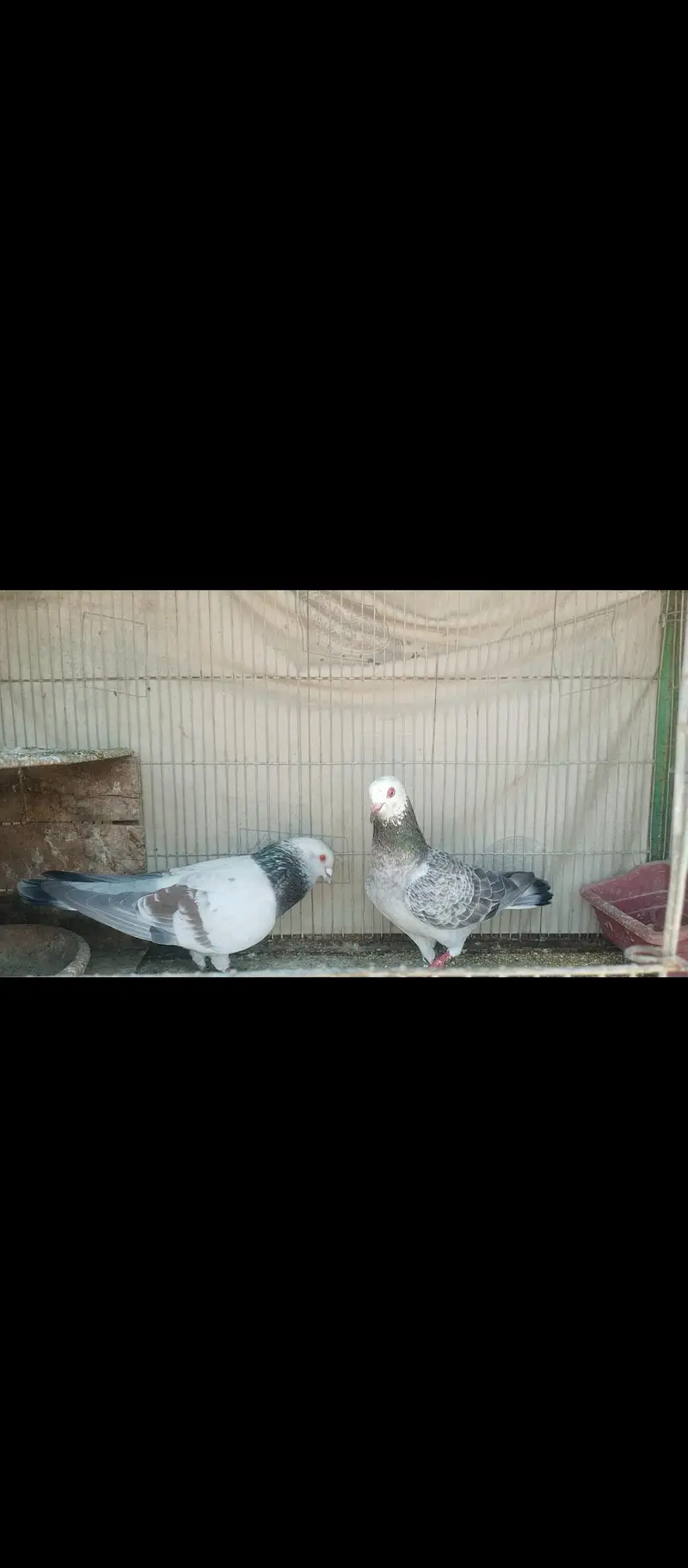 chitta lalban pair — photo 3