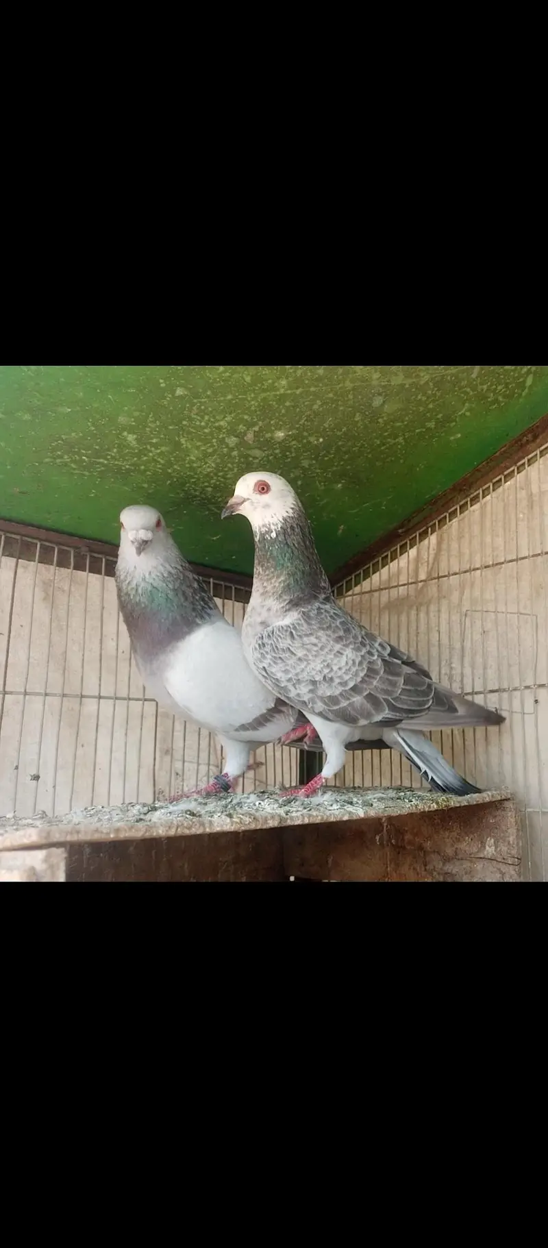chitta lalban pair — photo 4