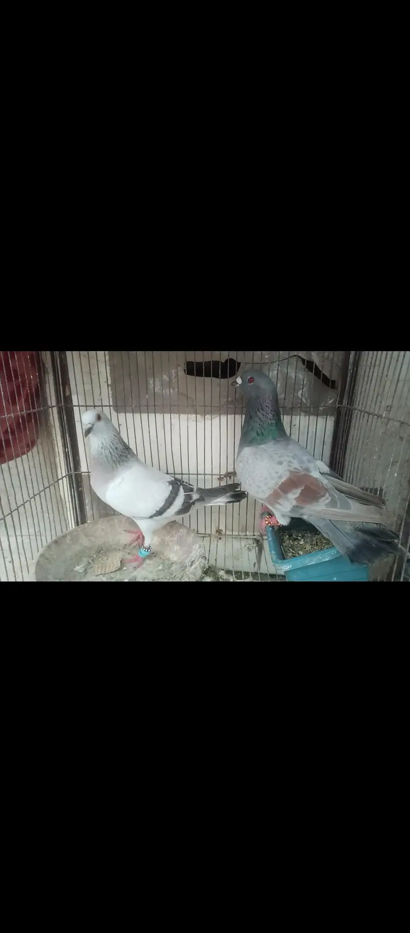 chitta lalban pair — photo 6
