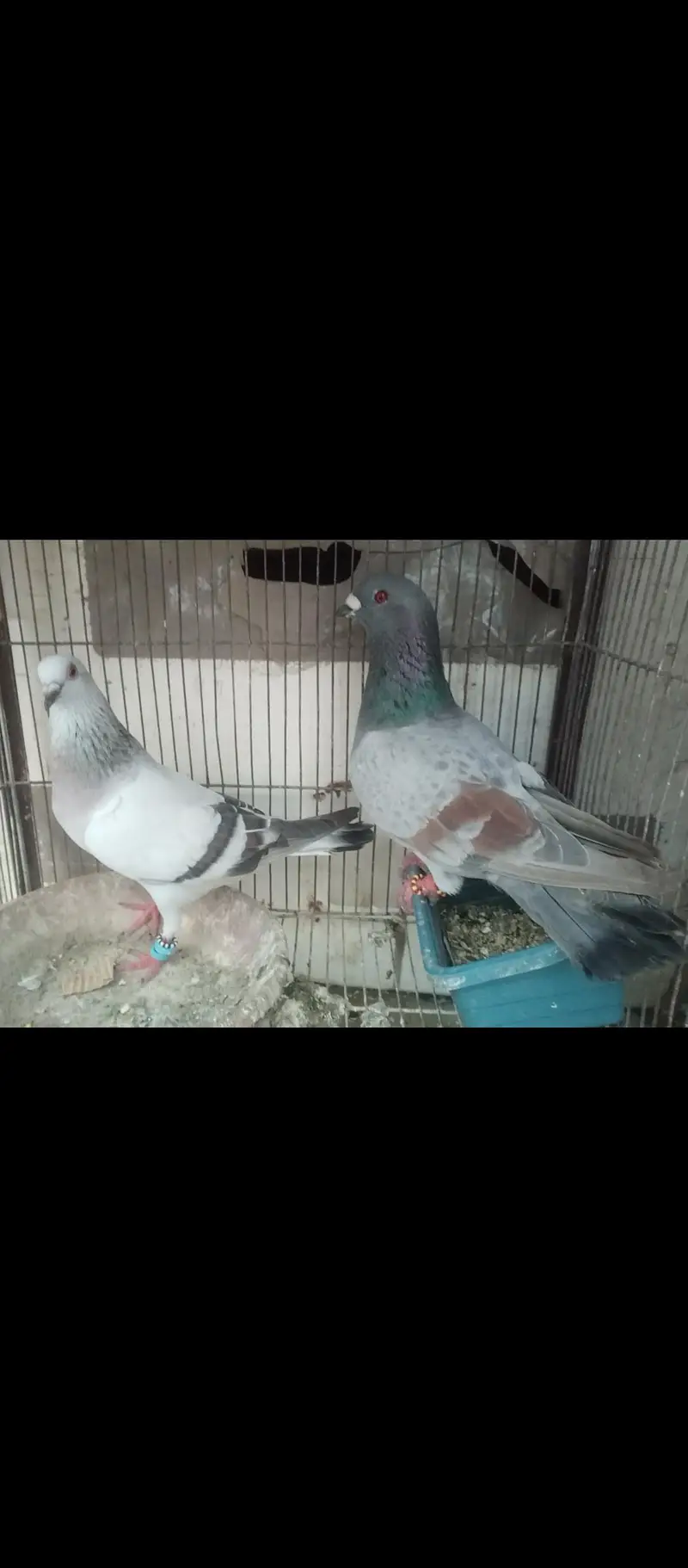 chitta lalban pair — photo 7