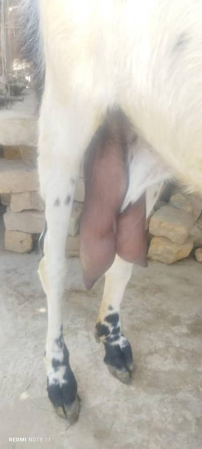 gabban doodh wali goat