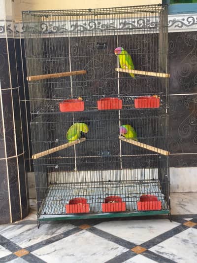plum headed 2 male available
