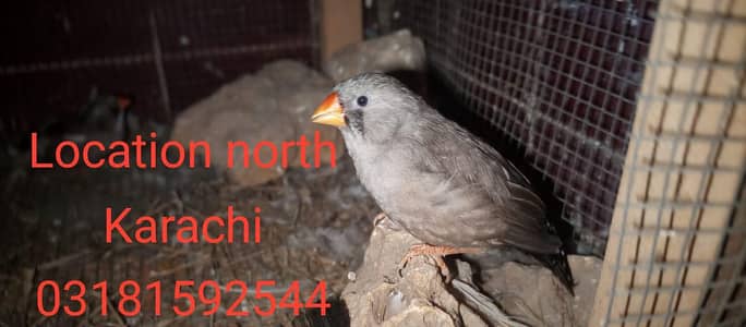 charcoal finch expensive  female available 17/7/26