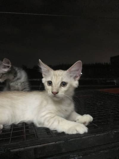 Male kittens