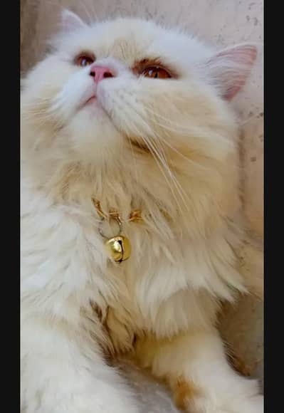 Persian breeder male available