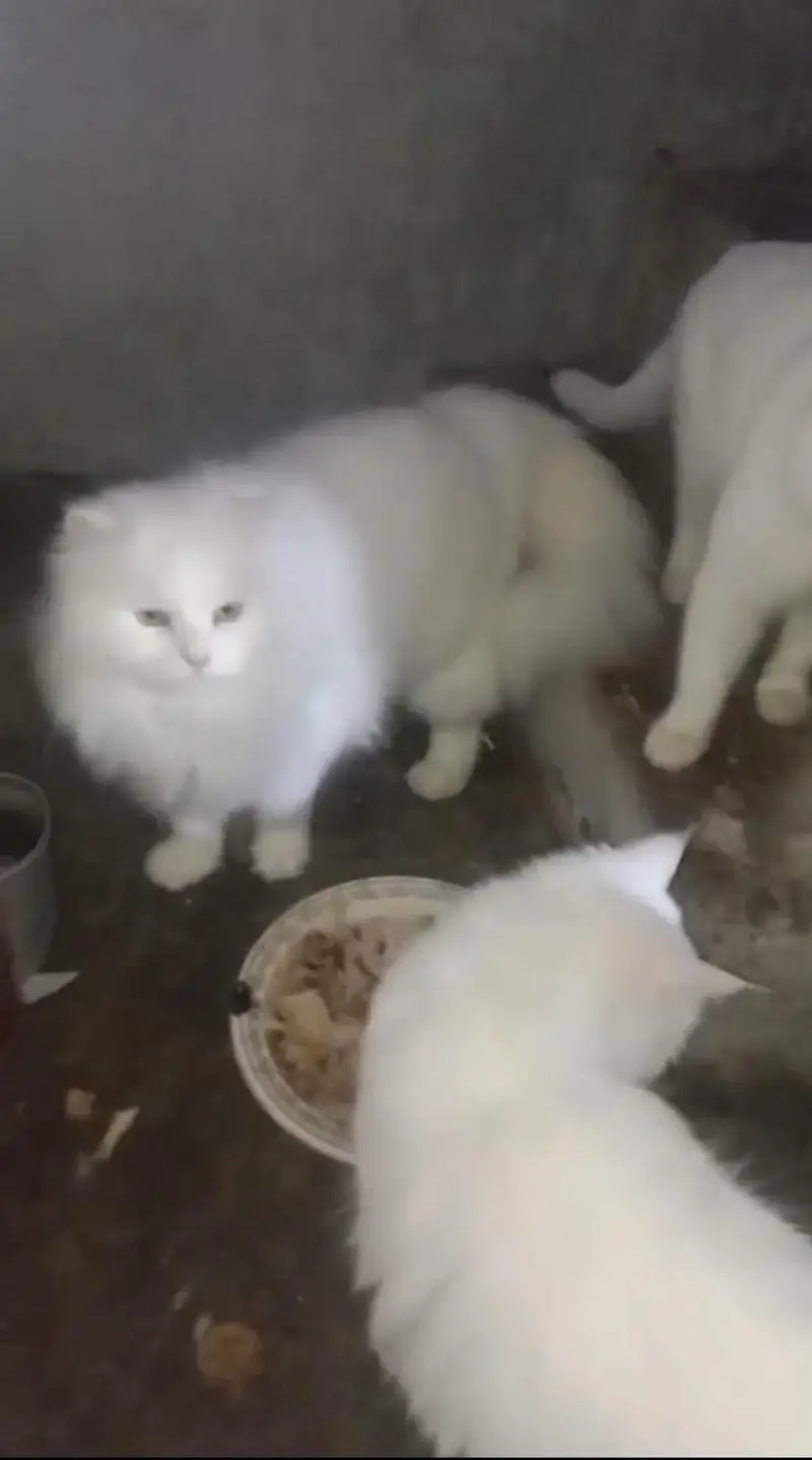 Persian breeder male available — photo 2