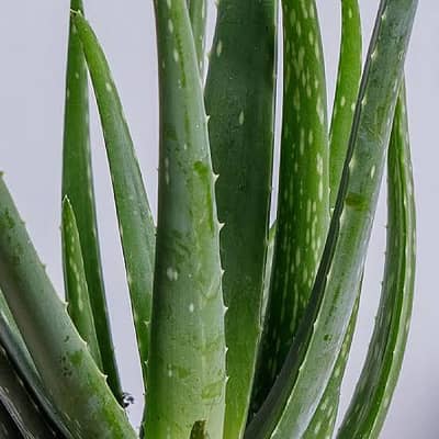 Best quality AloeVera